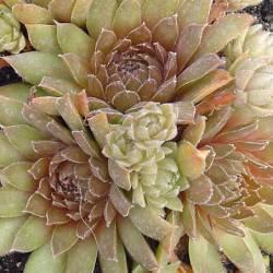 Sempervivum - Dachwurz - Hauswurz